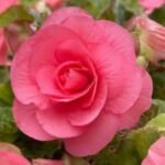 Begonia Double Pink - Begonie dubla  - 1 bulb