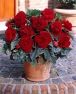 Begonia Double Dark Red - Begonie dubla  - 1 bulb - imagine 2