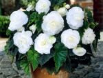 Begonia Double White - Begonie dubla  - 1 bulb - imagine 2