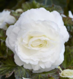 Begonia Double White - Begonie dubla  - 1 bulb