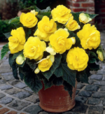 Begonia Double Yellow - Begonie dubla  - 1 bulb - imagine 2