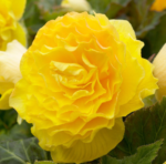 Begonia Double Yellow - Begonie dubla  - 1 bulb