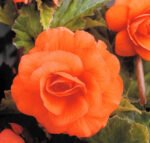 Begonia Double Orange - Begonie dubla  - 1 bulb