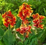 Canna Queen Charlotte la ghiveci P9