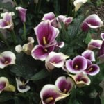 Calla Picasso - Zantedeschia - 1 bulb - imagine 2