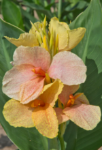 Canna Chou Chou 1 rizom - imagine 2