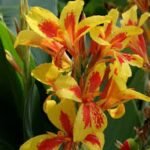 Canna Queen Charlotte la ghiveci P9 - imagine 2