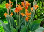 Canna Stadt Fellbach - la ghiveci P9