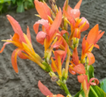 Canna Stadt Fellbach - la ghiveci P9 - imagine 2