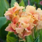 Canna Chou Chou 1 rizom