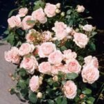 Trandafir urcator Clair ™ RENAISSANCE parfumat - Poulsen - la ghiveci C2 - imagine 2