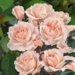 Trandafir urcator Clair ™ RENAISSANCE parfumat - Poulsen - la ghiveci C2