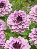 Dalia „Creme de Cassis” - 1 tubercul - imagine 2
