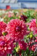 Dalia American Dawn - 1 tubercul - imagine 2