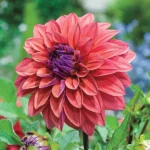 Dalia American Dawn - 1 tubercul