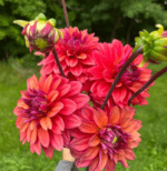 Dalia American Dawn - 1 tubercul - imagine 3