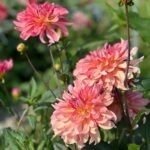 Dalia Dutch Delight - 1 tubercul - imagine 2