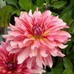 Dalia Dutch Delight - 1 tubercul