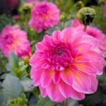 Dalia Esli - 1 tubercul