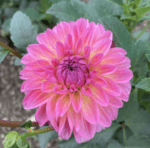 Dalia Esli - 1 tubercul - imagine 2