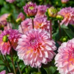 Dalia Esli - 1 tubercul - imagine 4
