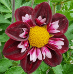 Dalia Joyfull Investment - 1 tubercul