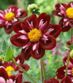 Dalia Joyfull Investment - 1 tubercul - imagine 3