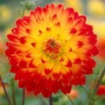 Dalia Procyon - 1 tubercul