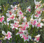 Gladiole pitice rezistente la inghet Prins Claus - pachet 5 bulbi - imagine 2