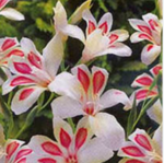 Gladiole pitice rezistente la inghet Prins Claus - pachet 5 bulbi