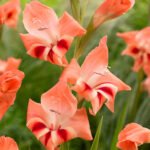 Gladiole pitice rezistente la inghet Nathalie - pachet 5 bulbi