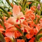 Gladiole pitice rezistente la inghet Nathalie - pachet 5 bulbi - imagine 2