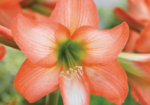 Amaryllis de gradina Sonatini Veneto - Hippeastrum - 1 bulb - imagine 2