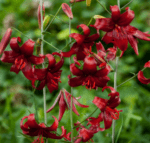 Crin Asiatic Red Velvet - 1 bulb - imagine 3