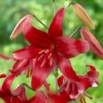 Crin Asiatic Red Velvet - 1 bulb