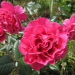 Trandafir urcator Princess Alexandra™ RENAISSANCE parfumat - Poulsen - la ghiveci C2