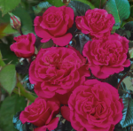 Trandafir urcator Princess Alexandra™ RENAISSANCE parfumat - Poulsen - la ghiveci C2 - imagine 3
