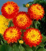 Dalia Procyon - 1 tubercul - imagine 2