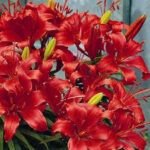 Crin Asiatic Red Velvet - 1 bulb - imagine 2