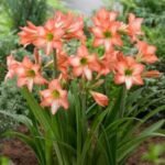 Amaryllis de gradina Sonatini Veneto - Hippeastrum - 1 bulb