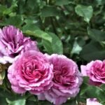 Trandafir urcator Verana, parfum subtil- Avramis - la ghiveci 3 l