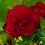Begonia Double Dark Red - Begonie dubla  - 1 bulb