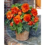 Begonia Double Orange - Begonie dubla  - 1 bulb - imagine 2