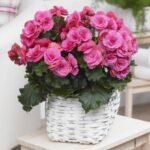 Begonia Double Pink - Begonie dubla  - 1 bulb - imagine 2