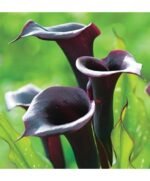 Calla Schwarzwalder - Zantedeschia - 1 bulb