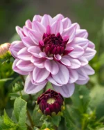 Dalia „Creme de Cassis” - 1 tubercul