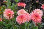 Dalia Dutch Delight - 1 tubercul - imagine 3