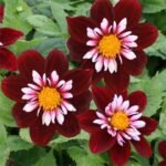 Dalia Joyfull Investment - 1 tubercul - imagine 2