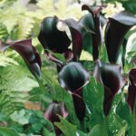 Calla Schwarzwalder - Zantedeschia - 1 bulb - imagine 2