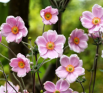 Anemone hybrida 'Robustissima' - Anemona japoneza la ghiveci P9